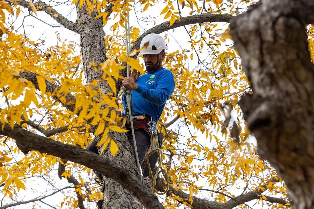 Skilled Tree Trimming crew working in Tendoy